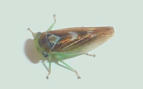 Populicerus populi